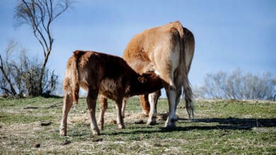 Antonio Velarde: “El bienestar del animal va más allá de si es ganadería extensiva o intensiva”