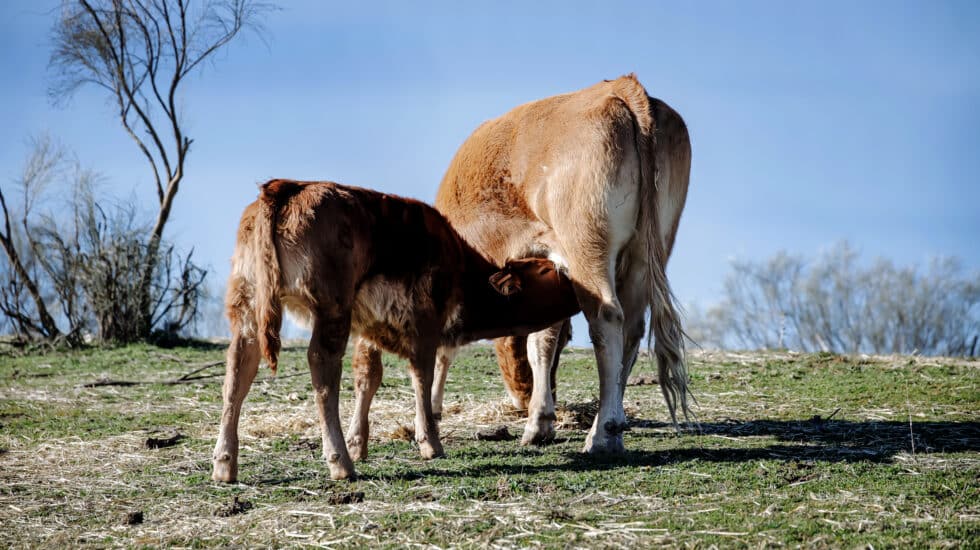 Una vaca y su ternero mamando en una actividad ganadera extensiva en Colmenar Viejo, a 12 de enero de 2022, en Madrid (España).