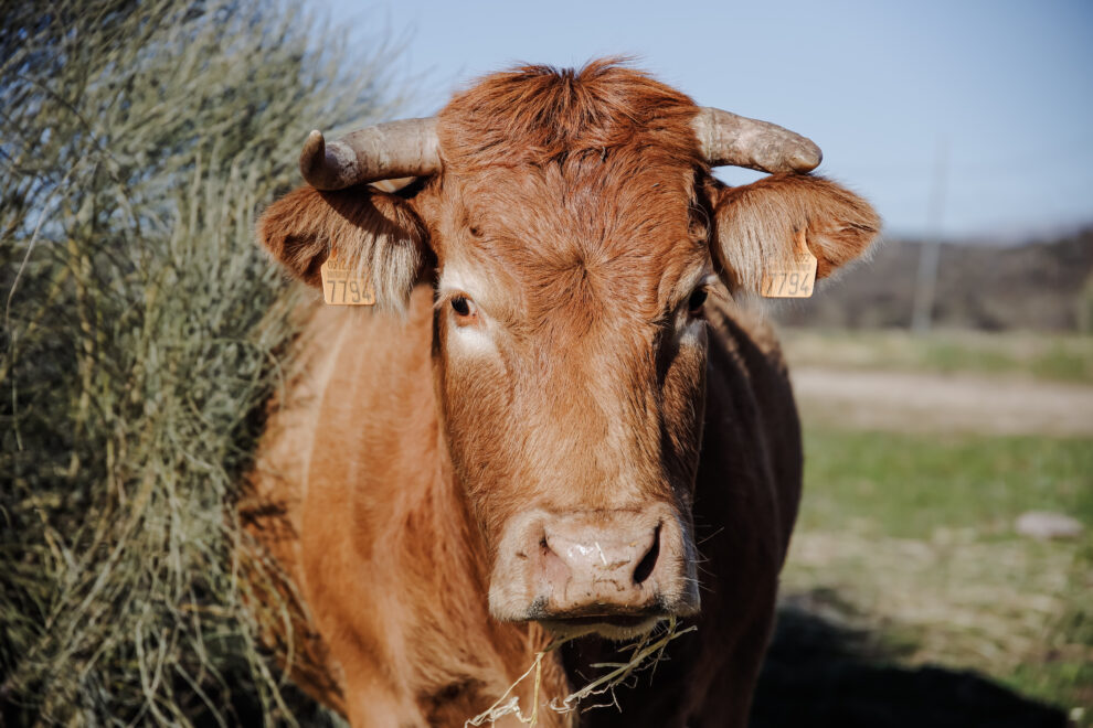 Una vaca pastando en una finca de ganadería extensiva en Colmenar Viejo, a 12 de enero de 2022, en Madrid (España).