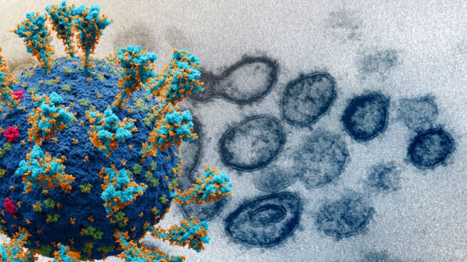 Modelización e imagen de microscopio electrónico del Instituto estadounidense de Alergia y Enfermedades Infecciosas (NIAID), coloreada digitalmente, muestra el SARS-CoV-2.