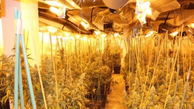 Desarticulada una organización  criminal dedicada a la producción masiva de marihuana en plantaciones “indoor”