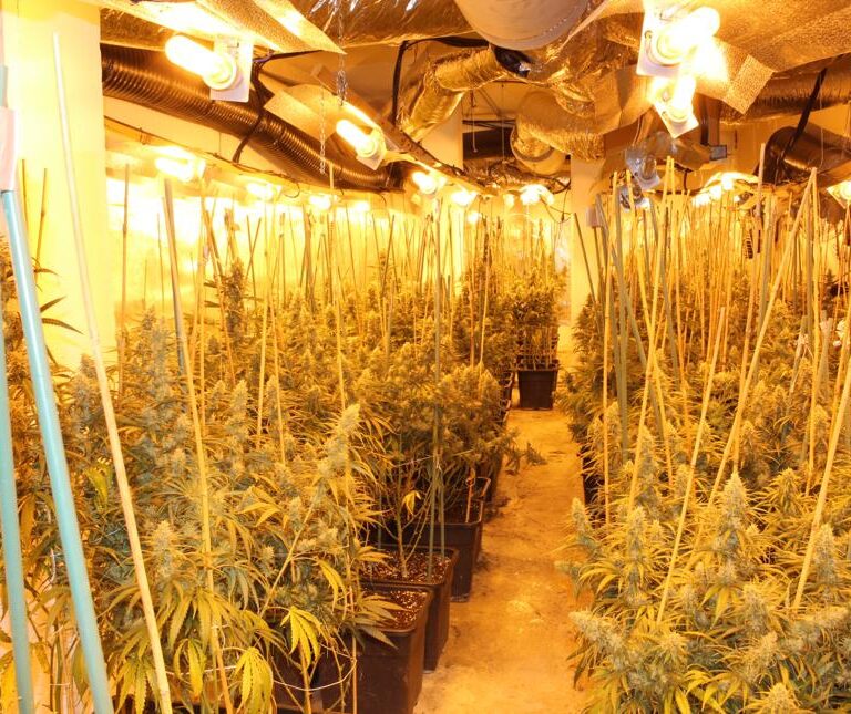 Desarticulada una organización  criminal dedicada a la producción masiva de marihuana en plantaciones “indoor”