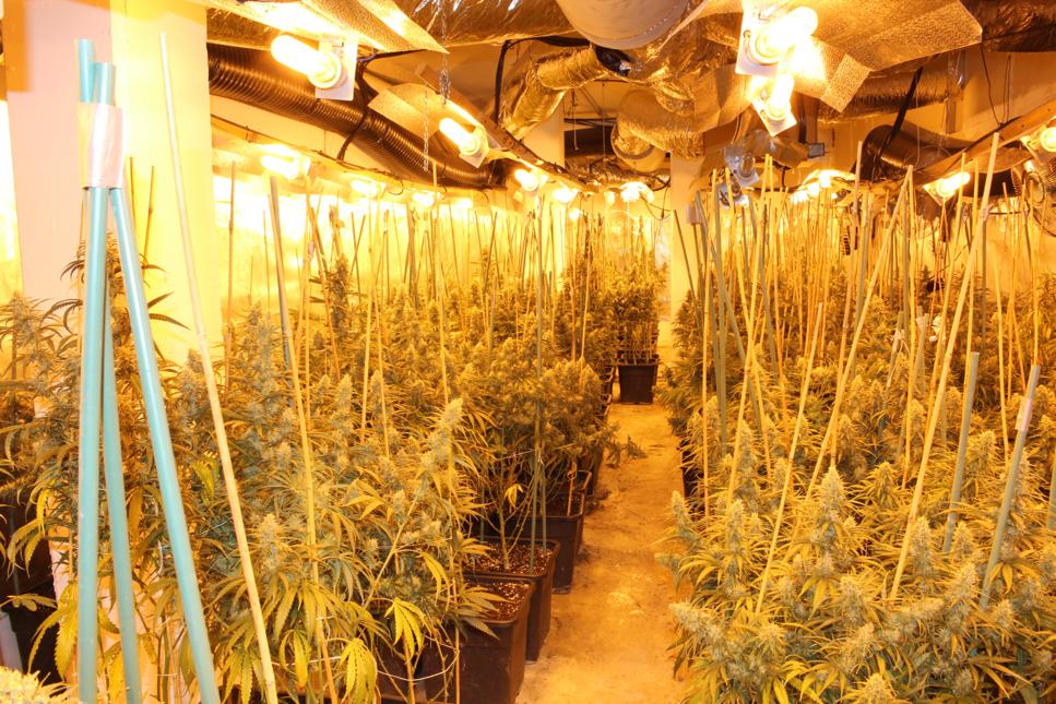 Desarticulada una organización  criminal dedicada a la producción masiva de marihuana en plantaciones “indoor”