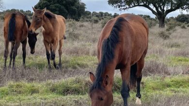 ¿Puede el caballo volver a ser un medio de transporte habitual en España?