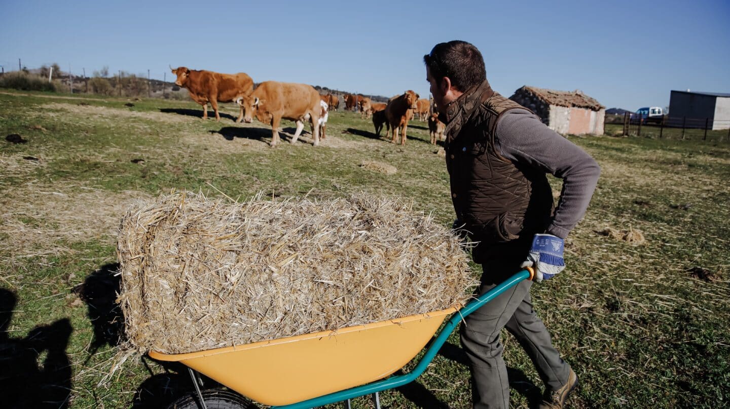 El ganadero profesional, Ángel del Valle, reparte alimento para su ganado en su finca en Colmenar Viejo.