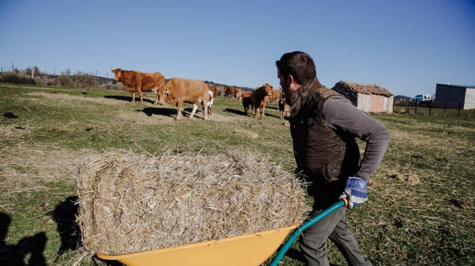 El ganadero profesional, Ángel del Valle, reparte alimento para su ganado en su finca en Colmenar Viejo.
