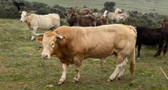 Los mitos sobre Garzón, el chuletón y la masculinidad: "Todos comemos carne, hombres y mujeres"