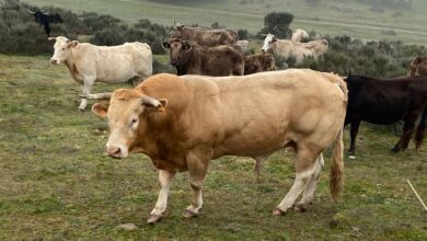 Los mitos sobre Garzón, el chuletón y la masculinidad: "Todos comemos carne, hombres y mujeres"