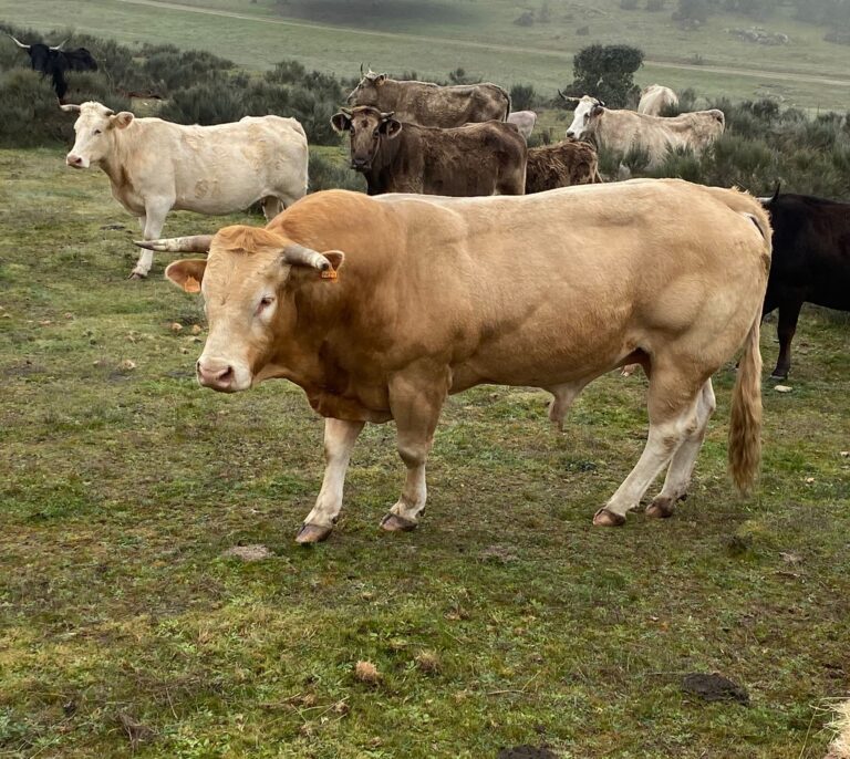 Los mitos sobre Garzón, el chuletón y la masculinidad: "Todos comemos carne, hombres y mujeres"