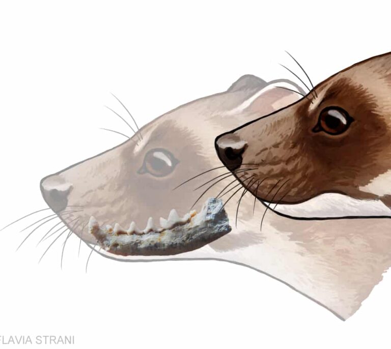 Aragonictis araid, el nuevo mamífero que resuelve un error de más de 150 años