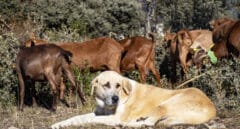 Mastines contra el lobo: así se protegen los rebaños en la sierra de Madrid