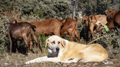 Mastines contra el lobo: así se protegen los rebaños en la sierra de Madrid
