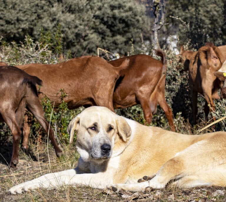 Mastines contra el lobo: así se protegen los rebaños en la sierra de Madrid
