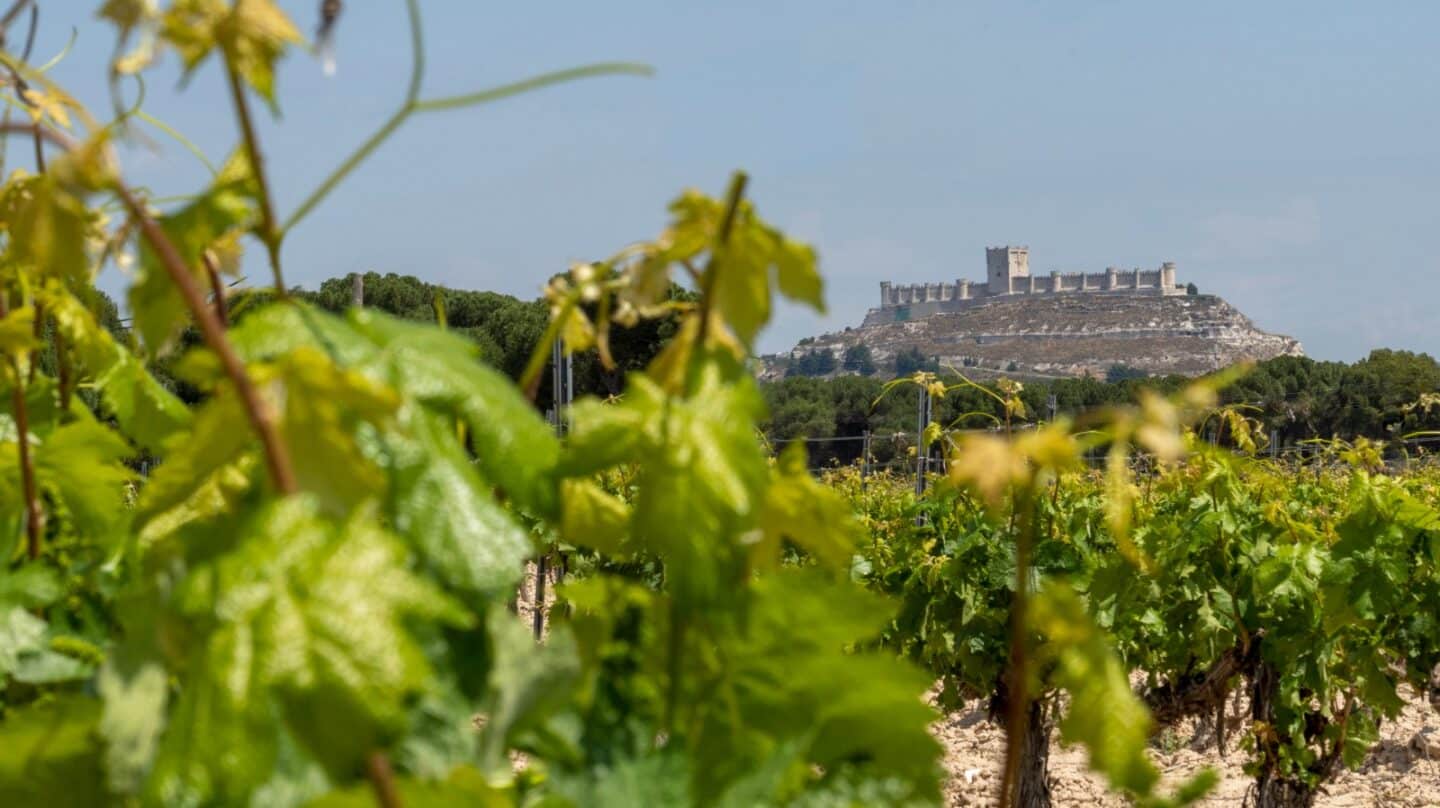 La Milla de Oro del vino de Valladolid, "el gran referente" del enoturismo en España