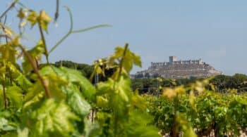 La Milla de Oro del vino de Valladolid, "el gran referente" del enoturismo en España