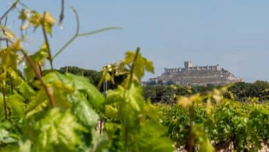 La Milla de Oro del vino de Valladolid, "el gran referente" del enoturismo en España