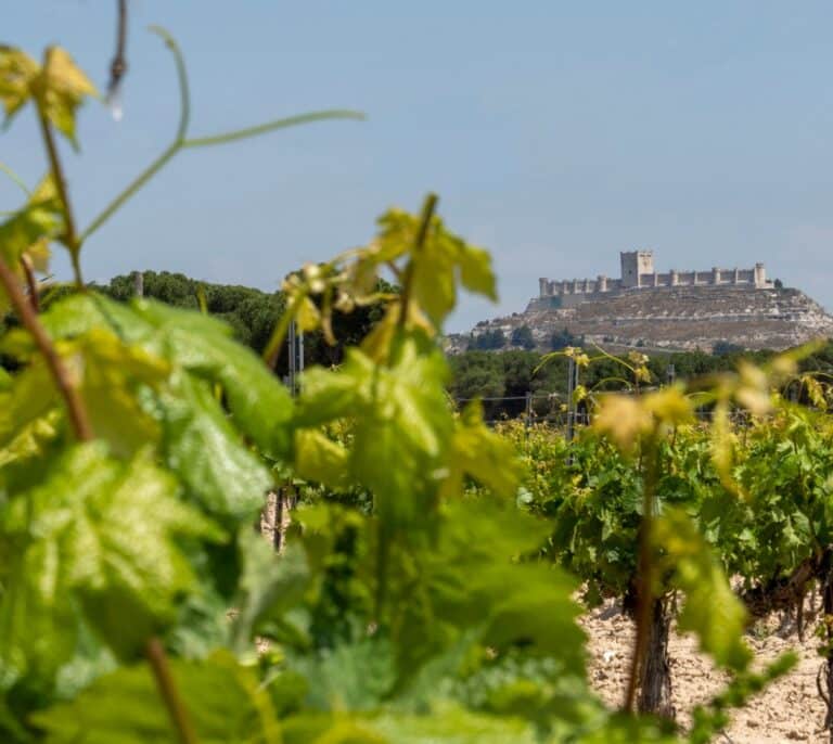 La Milla de Oro del vino de Valladolid, "el gran referente" del enoturismo en España
