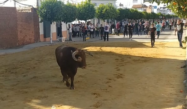 Muere un hombre embestido por una vaquilla cuando grababa el encierro de Puerto Serrano Encierro de Puerto Serrano (Cádiz)