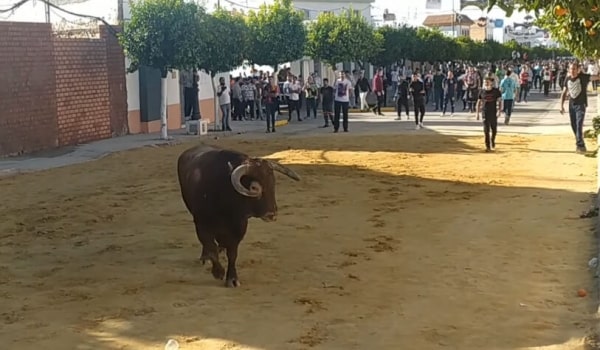 Encierro de Puerto Serrano (Cádiz)