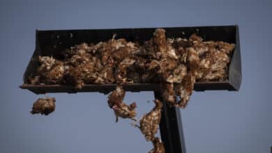 La gripe aviar sacude las granjas de gallinas de Valladolid antes del cierre de campaña