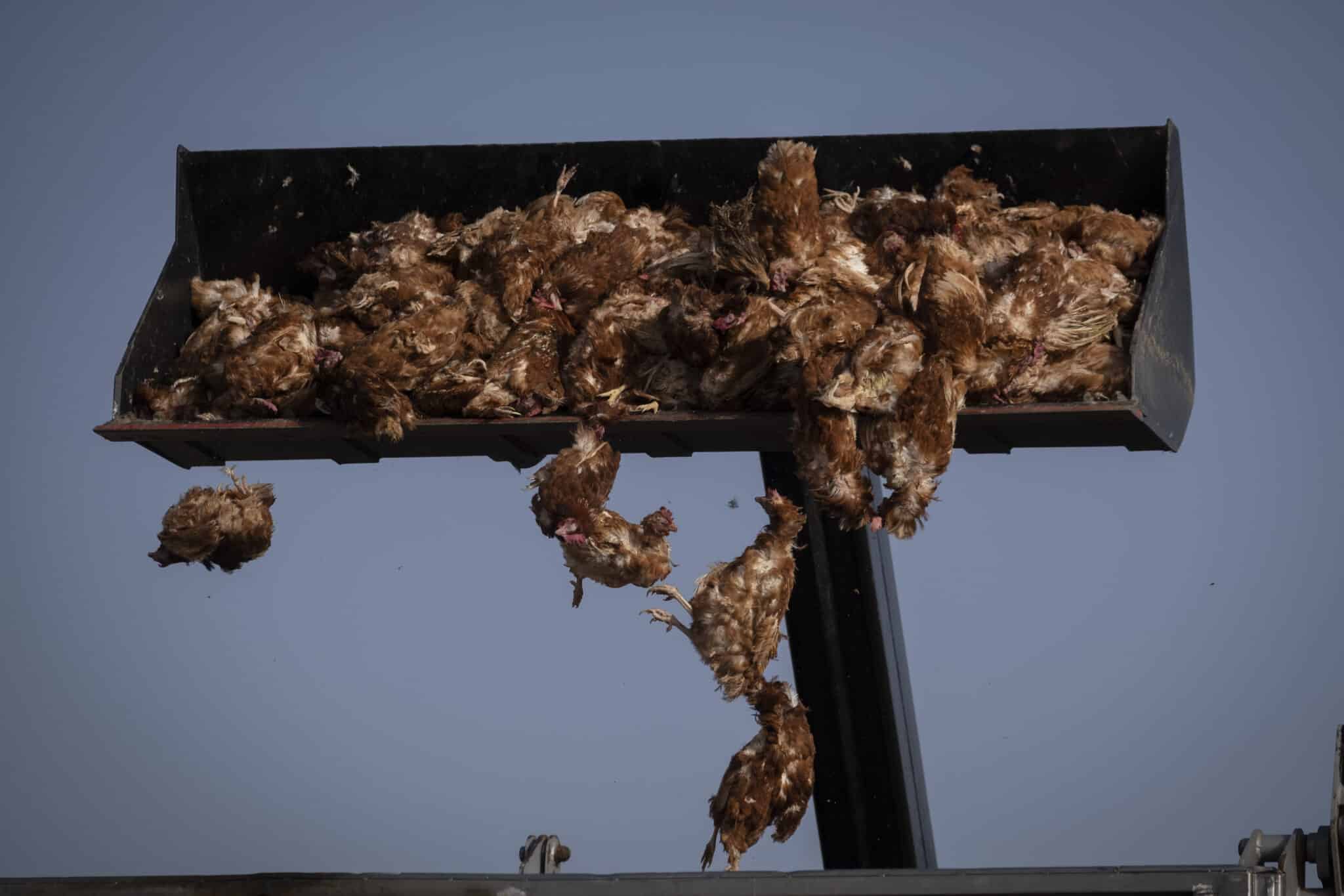 La gripe aviar sacude las granjas de gallinas de Valladolid antes del cierre de campaña