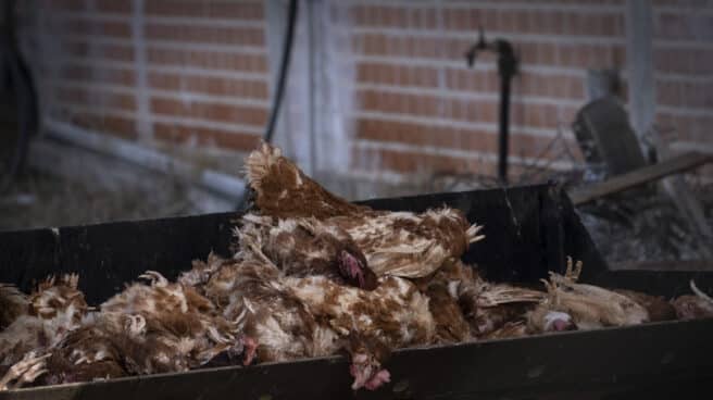 Detectado un brote de gripe aviar en Valladolid con al menos 21 ocas muertas Veterinarios recogen cientos de aves sacrificadas por un foco de gripe aviar en una granja