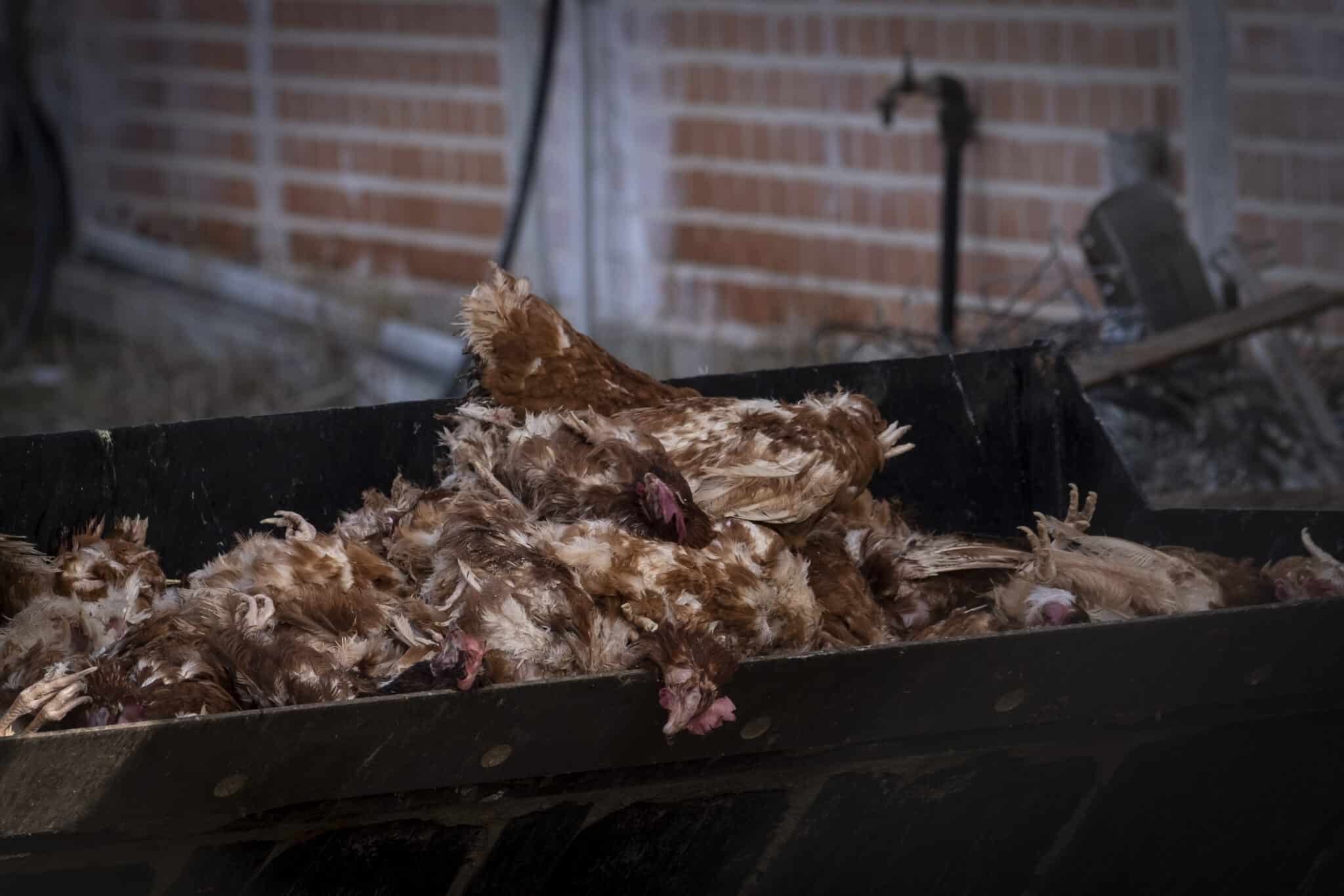 Veterinarios recogen cientos de aves sacrificadas por un foco de gripe aviar en una granja
