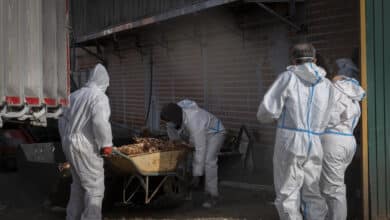 Detectado un foco de gripe aviar en una explotación con 17.000 pavos de engorde en Sevilla