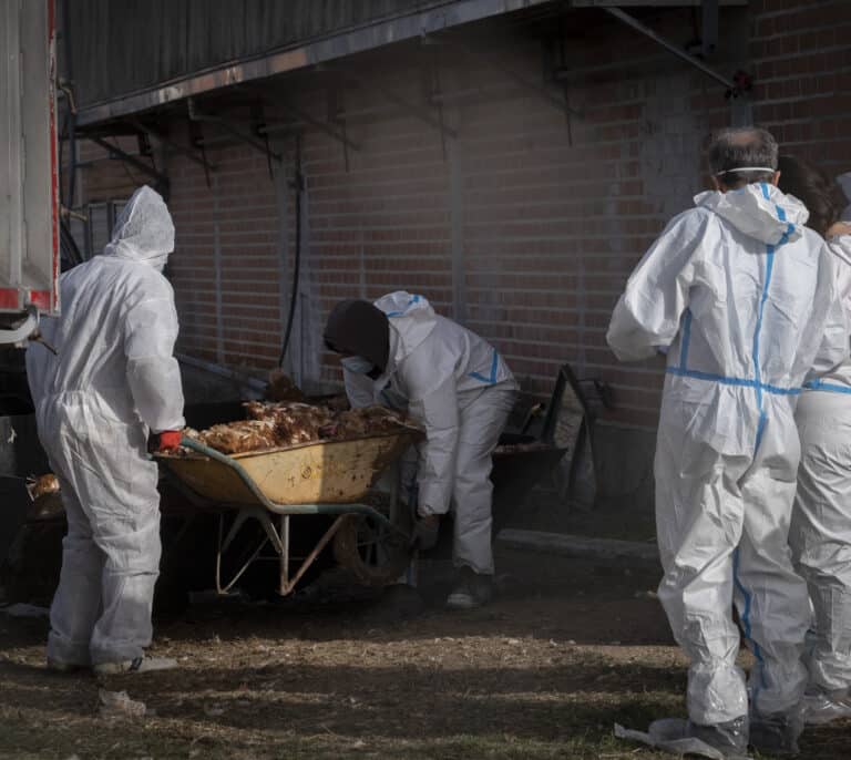 Detectado un foco de gripe aviar en una explotación con 17.000 pavos de engorde en Sevilla