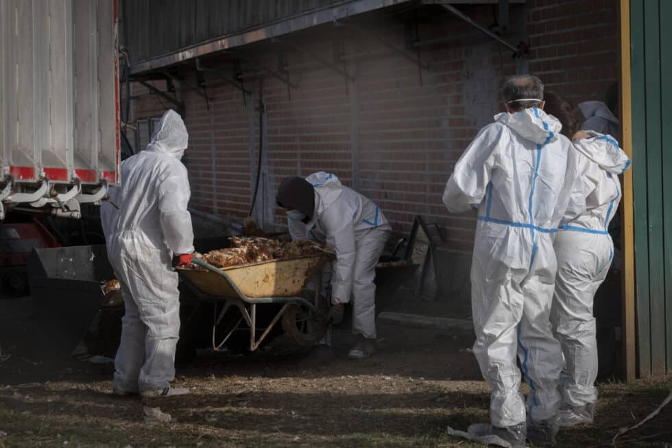 Veterinarios recogen cientos de aves sacrificadas por un foco de gripe aviar en una granja