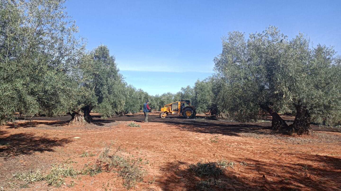 Un olivar en Antequera (Málaga).