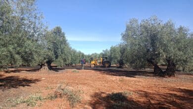 Dcoop: viaje al corazón del gigante mundial del aceite de oliva