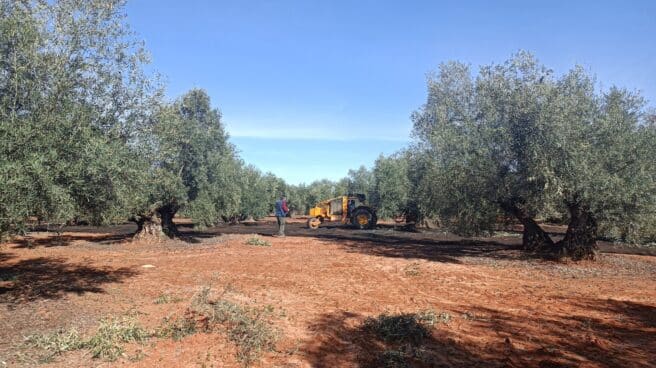 Un olivar en Antequera (Málaga). Un olivar en Antequera (Málaga).