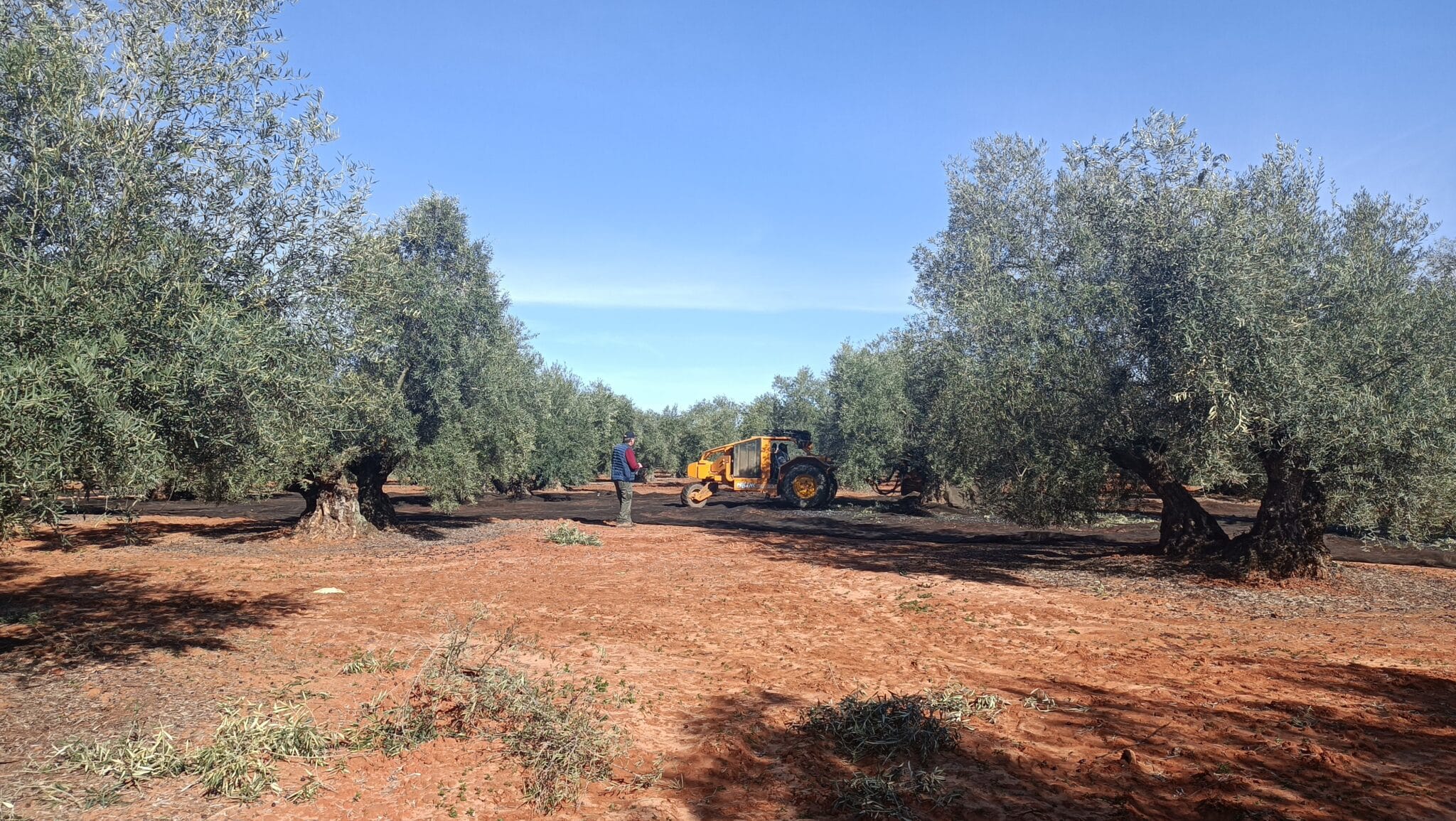 Un olivar en Antequera (Málaga).