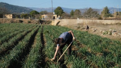 Mujer, joven y con contrato temporal en el campo, la más beneficiada del nuevo SMI