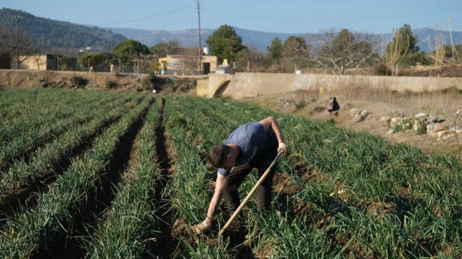 Un agricultor recolecta 'calçots’ en una plantación de Maspujols, Tarragona.