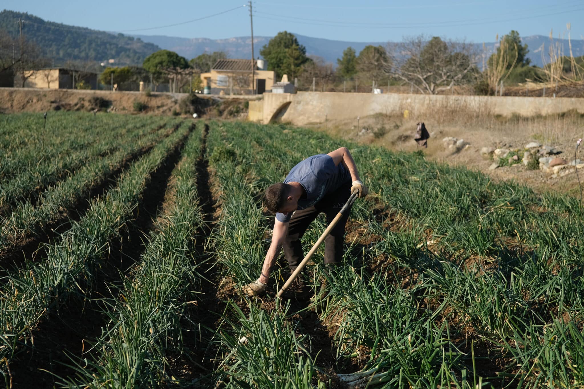 Un agricultor recolecta 'calçots’ en una plantación de Maspujols, Tarragona.