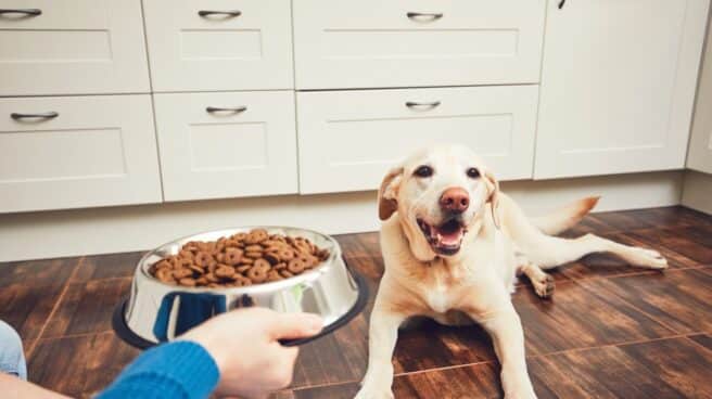 Peero tumbado frente a su bol de pienso para perros