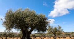 Aceite de oliva: la mala cosecha subirá los precios si el consumo no se modera