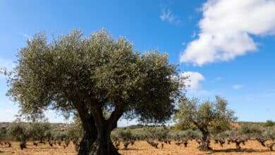 Aceite de oliva: la mala cosecha subirá los precios si el consumo no se modera