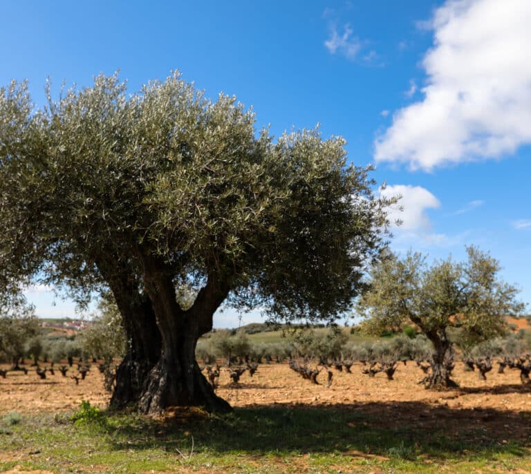 Aceite de oliva: la mala cosecha subirá los precios si el consumo no se modera