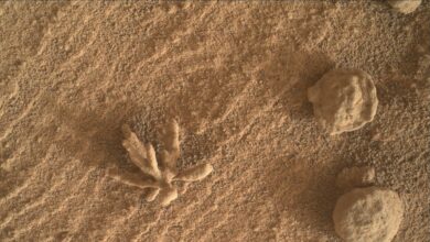 Descubierta una flor de cristales en la superficie de Marte