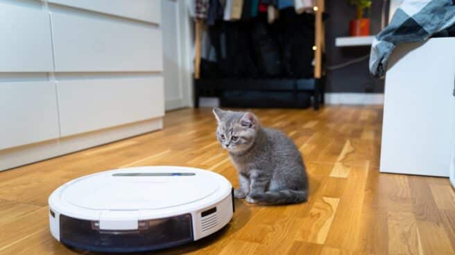 Los mejores robots aspiradores Robot aspirador blanco y gato mirándolo