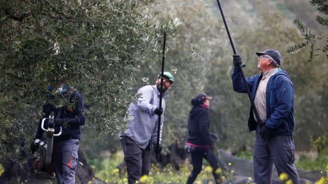 Una cuadrilla trabaja entre olivos centenarios en la recogida de la aceituna. Una cuadrilla trabaja entre olivos centenarios en la recogida de la aceituna.