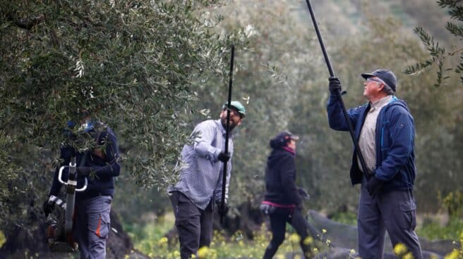 Una cuadrilla trabaja entre olivos centenarios en la recogida de la aceituna.