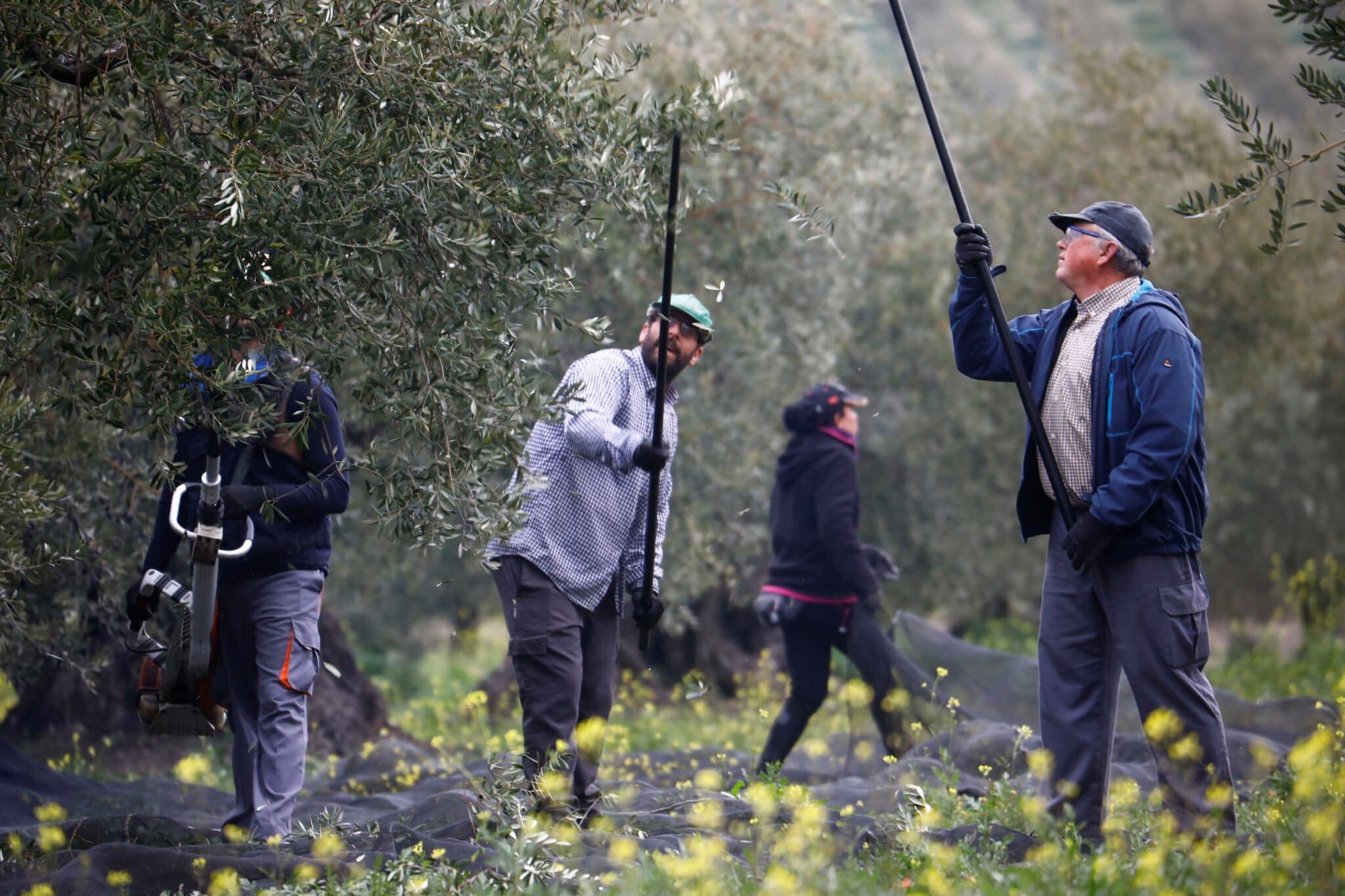 Una cuadrilla trabaja entre olivos centenarios en la recogida de la aceituna.