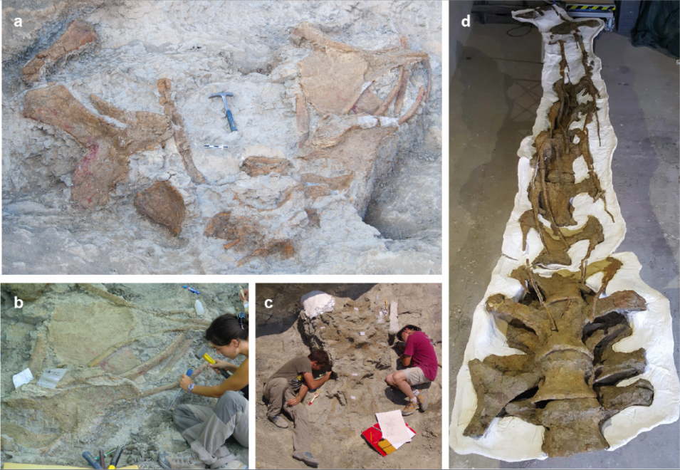 Imágenes de diferentes restos fósiles de Abditosaurus kuehnei en el yacimiento Orcau-1 (a), el proceso de excavación (b y c) y el cuello tras la preparación del fósil (d).