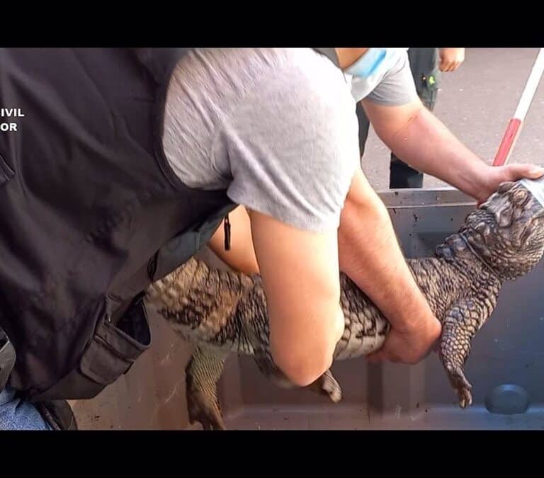 Detenido un hombre por tener 53 animales venenosos y peligrosos en su vivienda