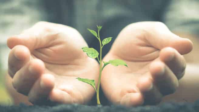 Grupo Alvic obtiene el sello del Registro de huella de carbono y proyectos de absorción de CO2 Grupo Alvic obtiene el sello del Registro de huella de carbono y proyectos de absorción de CO2