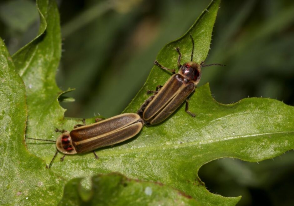 Luciérnaga photinus signaticollis.